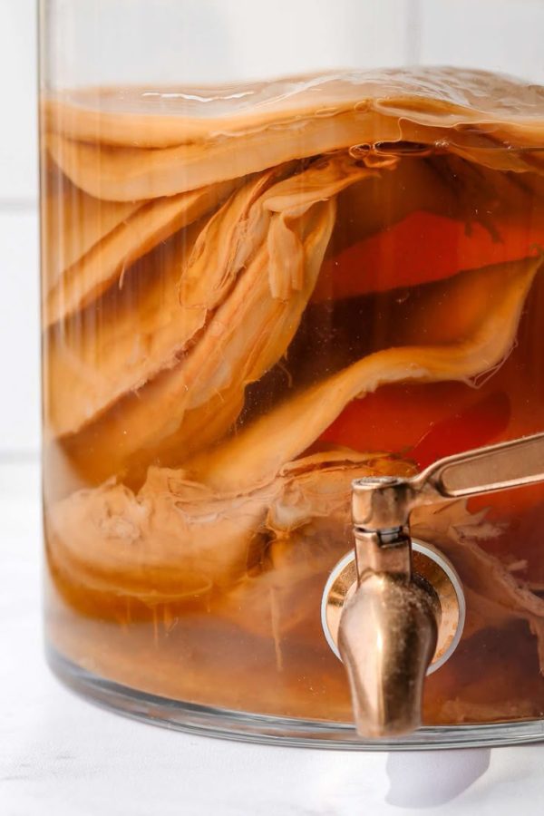 Kombucha Starter Tea Kit